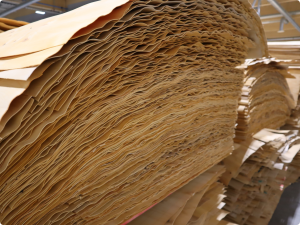 Read more about the article Plyterra launched new veneer line