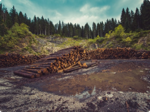 Read more about the article FSC Russia to study illegal logging