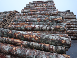 Read more about the article Why birch log price stays the same?